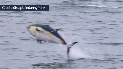 Video shows bluefin tuna flying out of water for food