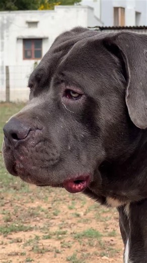 Cane Corso 9042010420 #prasanth360 #canecorso #husky #dogs #huskies #canecorsodogs #reels #coimbatore #tamil #tamilreels #siberianhusky | Prasanth360