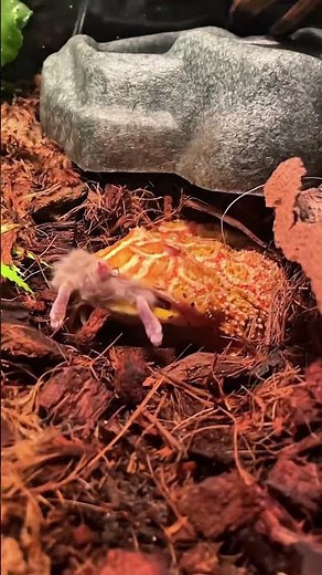 Pac-Man Frogs Eats Mouse (Slow-Motion)