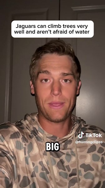 Jaguar's Dramatic Fall From Tree Captured