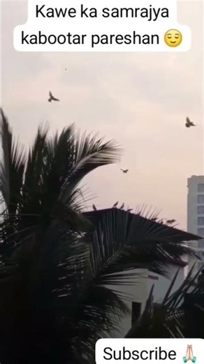 Ye zindagi kuch to de mashwara 😌 # crow # pigeon # samrajya # ghar # zindagi # nature # life