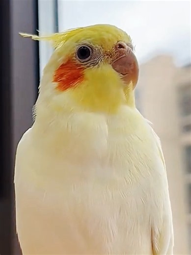 Cockatiel Songs: Adorable Singing Pet Birds