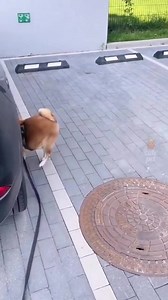 27K views · 501 reactions | So funny | Shiba Inu Overload | Facebook