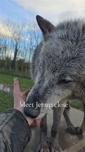 Up close with Jet the howling wolf