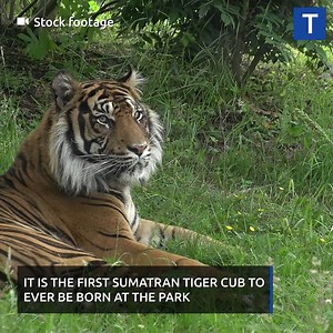 15K views · 293 reactions | Rare tiger cub born at UK safari park | Teesside Live | Facebook