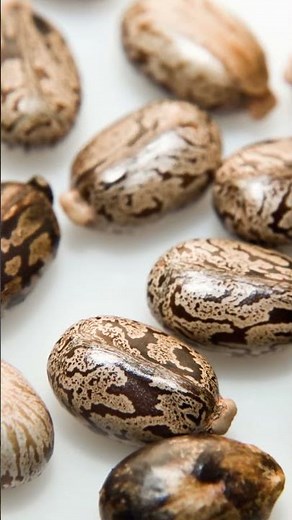 What happens if you eat castor beans?