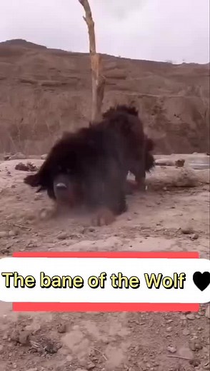 Tibetan Mastiff vs Pitbull Fight: Do You Dare to Enter His Territory?