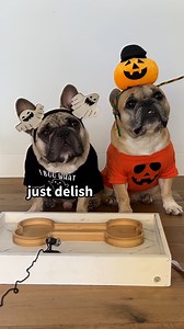 41K views · 3.8K reactions | It's Halloween weekend so of course Gus and Marty got their favorite treats that were made from the special Halloween line! These treats are made with lamb and veggies - they are so healthy!! Stay tuned this weekend for our special getaway and find out what influencers we get to hang out with!! #halloween2022 #asmr #foodreview | Gus Gus In The City | Facebook