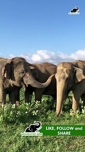 6.9K views · 343 reactions | They say friends are the family you choose! Happy National Best Friend Day to those who make life's adventures less scary! Share this with your best friend who feels like family! | Wildlife SOS | Facebook