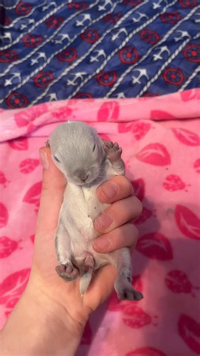 Mini Rex | Dodsons Rabbitry