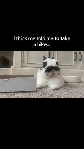 Keeping Privacy with Pets: Why Less Phone Time Matters