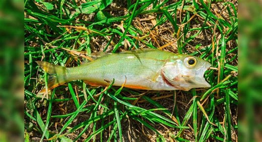 Fish fall from the sky during rainstorm in eastern Texas