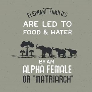 4.5K views · 231 reactions | Some interesting elephant facts to never forget! | Disneynature | Facebook