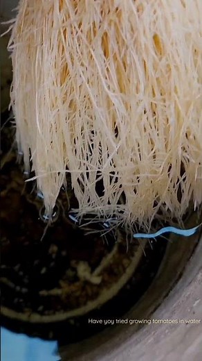 Growing Tomatoes in Water | #containergardening #hydroponics #kratky #diy #kitchengarden #garden