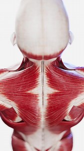 163K views · 1.8K reactions | The muscles of the back and neck are...