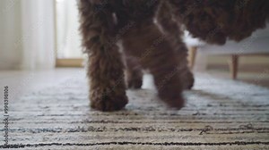 Fluffy brown funny Maltipoo dog finding green tennis ball toy under living room sofa and hitting it with jaws. Pets everyday life comic 4K footage.