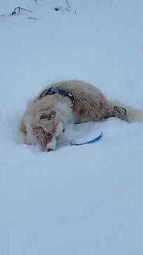 Happy Australian Shepherd aka Aussie Jung Playing in the Snow with His Frisbee