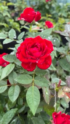 Gorgeous Red Rose Garden 🌹 | Breathtaking Flowers in Full Bloom 4K
