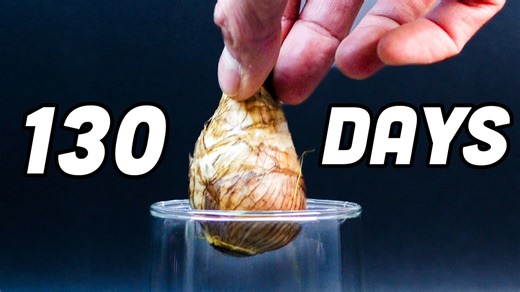 Daffodil growing in water: bulb to bloom in minutes (time-lapse)