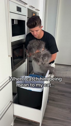 Justice for Eloise 😭😭 #catsoftiktok #fyp