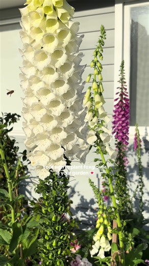 How to Easily Grow Foxgloves in Your Garden