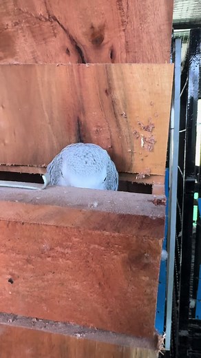 Exploring the Fascinating Life of African Grey Parrots