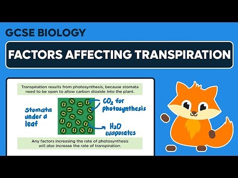 Factors Affecting Transpiration - GCSE Biology