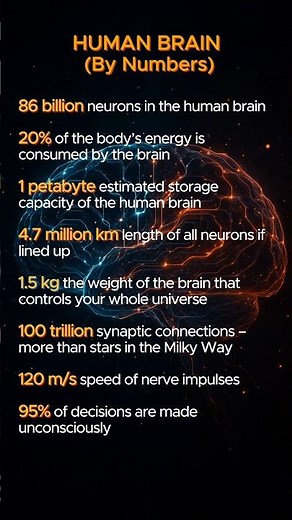 What Makes the Human Brain So Amazing?