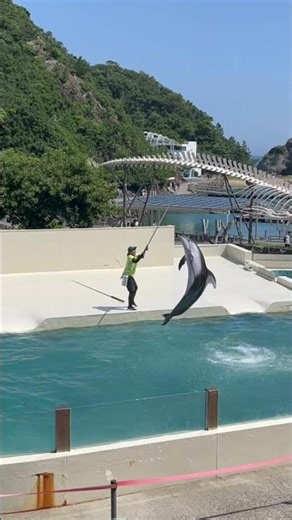 和歌山旅行｜太地町立くじらの博物館🐳捕鯨の歴史を学んだり、餌やり体験ができるオススメの観光スポットです🫧#和歌山 #和歌山旅行
