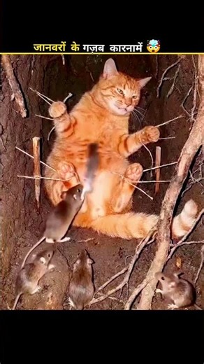 जानवरों के गज़ब कारनामें 😱 देखकर चौंक जाओगे 🤯 #shorts