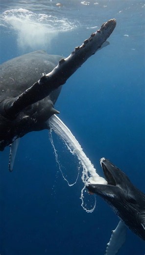 Ballenas jorobadas (@lamansionvip2.0)’s video of whales