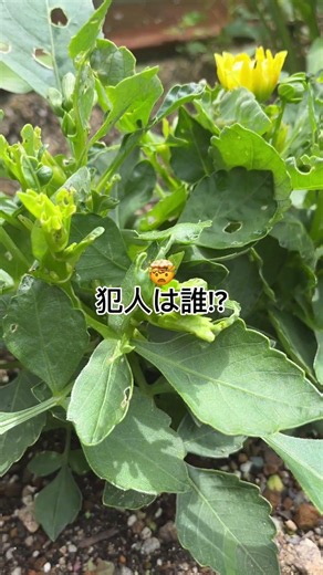 食べられてる！
