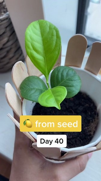 Lemon tree from seeds #lemon #lemontree #planttok #planttiktok #growwithme #plantwme #fyp #foryoupage #gardeninghacks