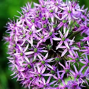 Easy to Grow Allium Purple Sensation 20 Plant Bulbs - Purple Globe Flowers in Spring to Summer, Outdoor Full Sun