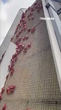 CRAB CROSSING: The red crab migration begins in Australia #crab #shorts #australia #migration