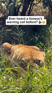 A lioness’s warning call is a deep, powerful sound she uses to alert her pride to nearby danger—whether it’s a predator, rival lions, or even humans. It’s her way of signaling the group to stay alert, stay close, or prepare to defend themselves. Depending on the threat, she might growl, roar, or grunt. Every sound has a purpose, and it’s all about keeping her pride safe. Video credit goes to @sanwild_sanctuary Feel free to explore the gallery on this page, where you can express your support, adm