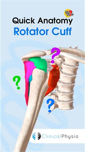 Rotator Cuff Anatomy #physicaltherapy #physiotherapy #anatomy #shoulderanatomy #rotatorcuff