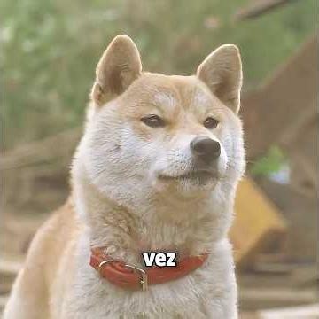 Este perro salva al dueño después del terremoto. #movie #peliculas #shorts