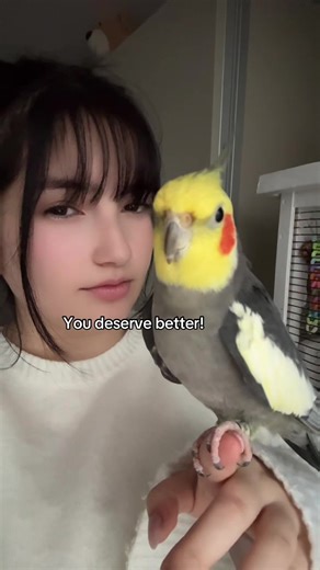 Empowering Cockatiel Care Tips for Bird Owners