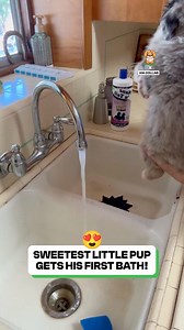 315K views · 10K reactions | Isn't this the cutest puppy you've ever seen  | Fluffy Animals | Facebook