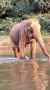 SomBoon has finally found freedom after living over 87 years as a slave to humans. Her twilight years will be lived in peace and harmony @elephantnaturepark . Thank you @lek_chailert and team for making this a possibility. 🎥 @lek_chailert #saveelephantfoundation #rescueelephants #elephantnaturepark | The Elephant Initiative