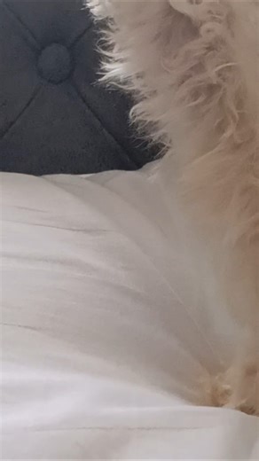 Window viewing. #toypoodle #CulionPalawan #happynewyear