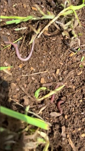 土の土壌。ミミズ🪱が大量に出てきた良い土なので胡瓜苗を植えてみよう