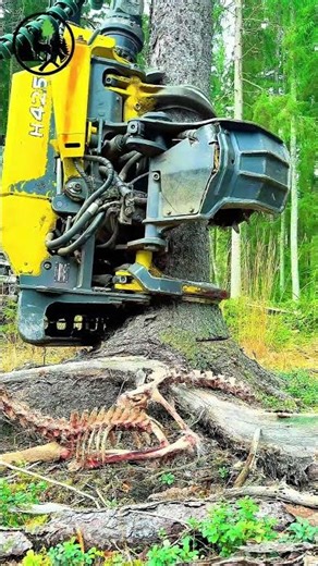 Protecting forests is everyone's responsibility.#forestry#asmr#forestasmr#harvester#winterforest