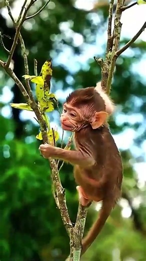 Really Adorable Newborn baby Monkey #monkeywildlife