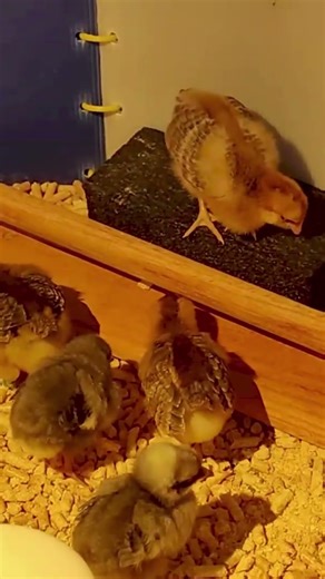 Baby Chicks FIRST TIME Roosting - Watch Them Wobble!