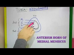 TIBIA PART-2 ATTACHMENTS BY DR MITESH DAVE
