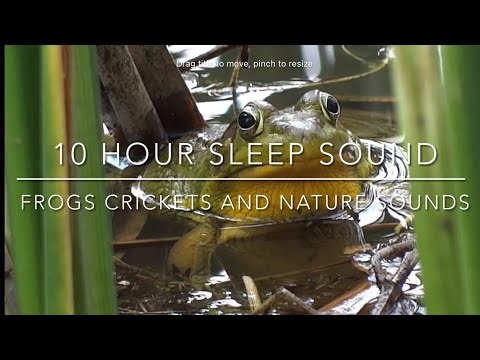 Frogs & Night Sounds for Deep Sleep 🌙 | 10 Hours, No Ads! Nature Ambience for Relaxation
