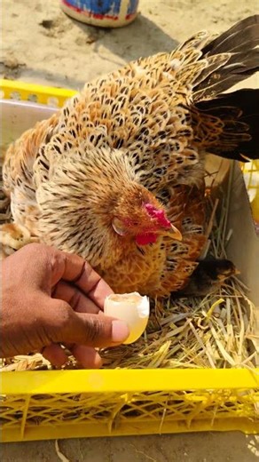 Beautiful Color Hen 🐔 Cute Chicks Hatching #shorts