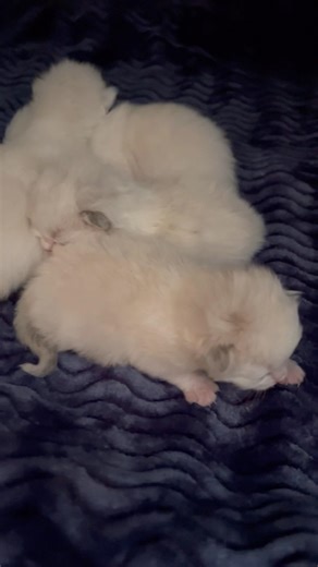 Ragdoll Kittens are so Cute 🐱 Tiny Kittens